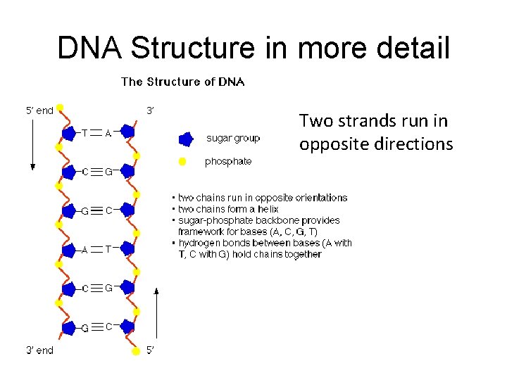 DNA Structure in more detail Two strands run in opposite directions 