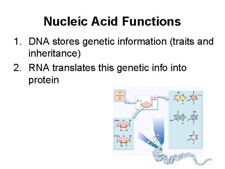 Nucleic Acid Functions 1. DNA stores genetic information (traits and inheritance) 2. RNA translates
