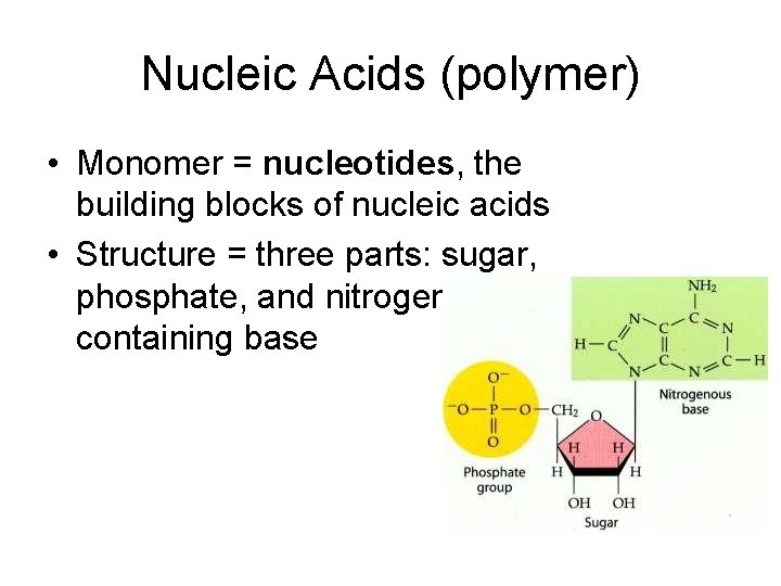 Nucleic Acids (polymer) • Monomer = nucleotides, the building blocks of nucleic acids •