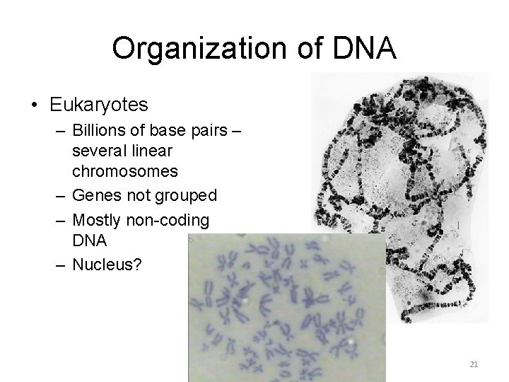 Organization of DNA • Eukaryotes – Billions of base pairs – several linear chromosomes