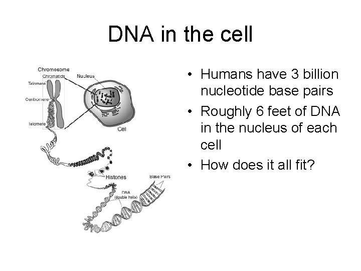 DNA in the cell • Humans have 3 billion nucleotide base pairs • Roughly