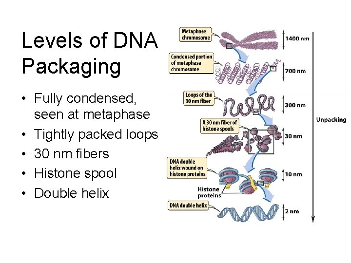 Levels of DNA Packaging • Fully condensed, seen at metaphase • Tightly packed loops