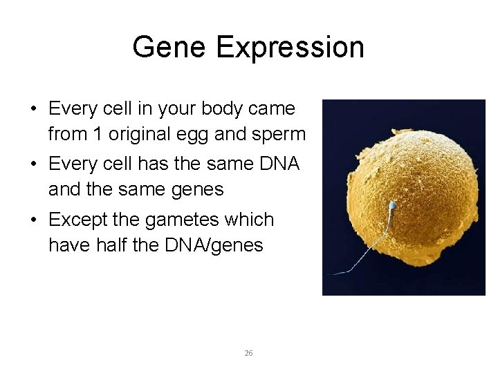 Gene Expression • Every cell in your body came from 1 original egg and