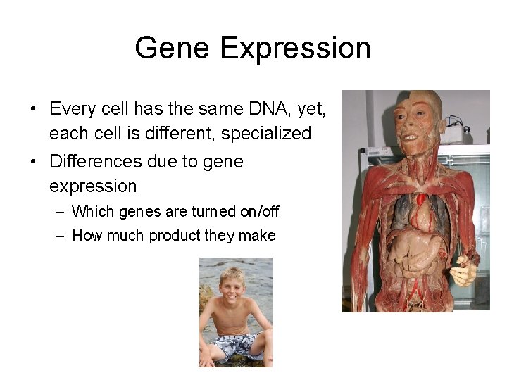 Gene Expression • Every cell has the same DNA, yet, each cell is different,