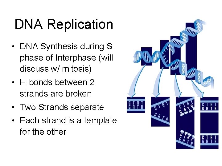 DNA Replication • DNA Synthesis during Sphase of Interphase (will discuss w/ mitosis) •