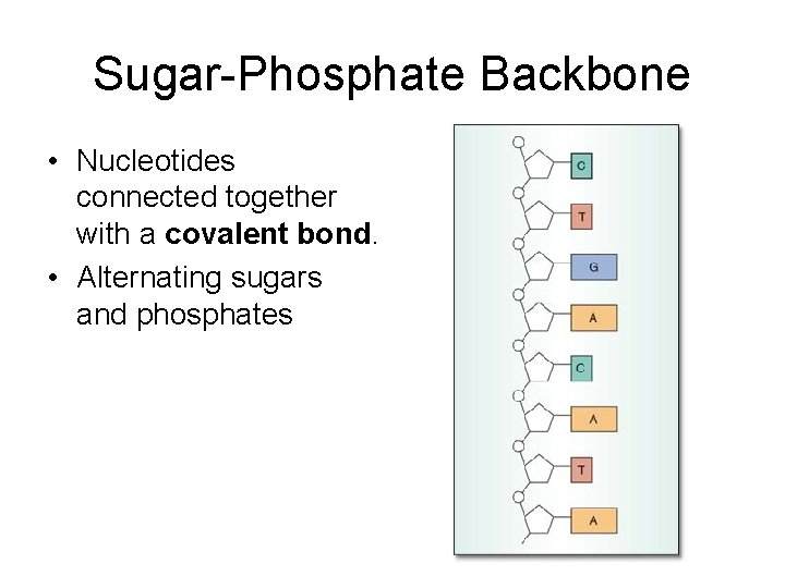 Sugar-Phosphate Backbone • Nucleotides connected together with a covalent bond. • Alternating sugars and