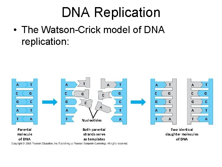 DNA Replication • The Watson-Crick model of DNA replication: A T C G G