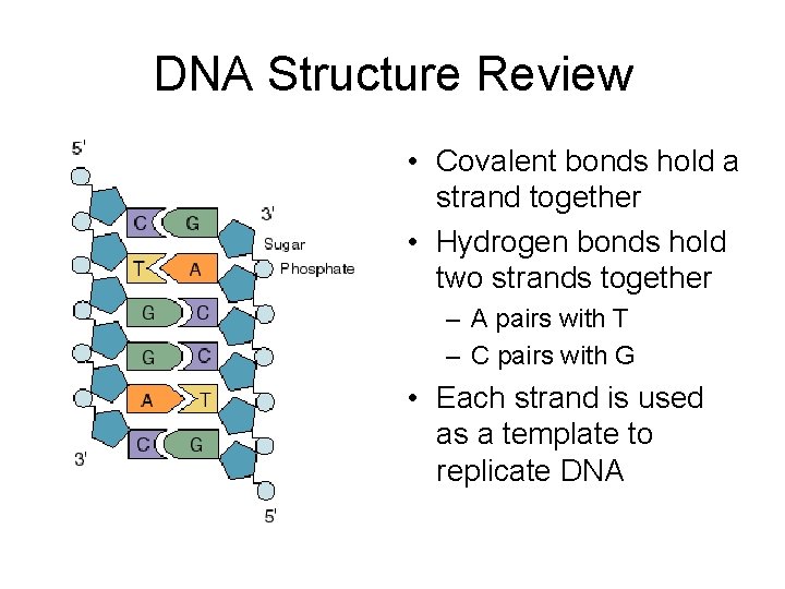 DNA Structure Review • Covalent bonds hold a strand together • Hydrogen bonds hold
