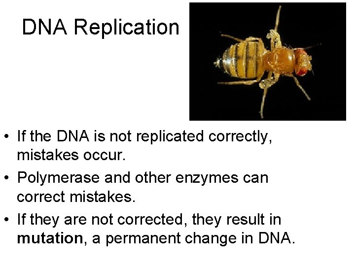 DNA Replication • If the DNA is not replicated correctly, mistakes occur. • Polymerase