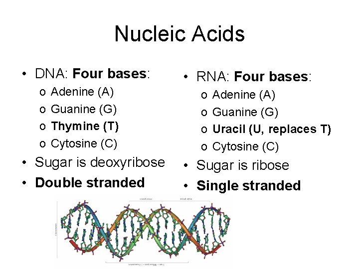Nucleic Acids • DNA: Four bases: o o Adenine (A) Guanine (G) Thymine (T)