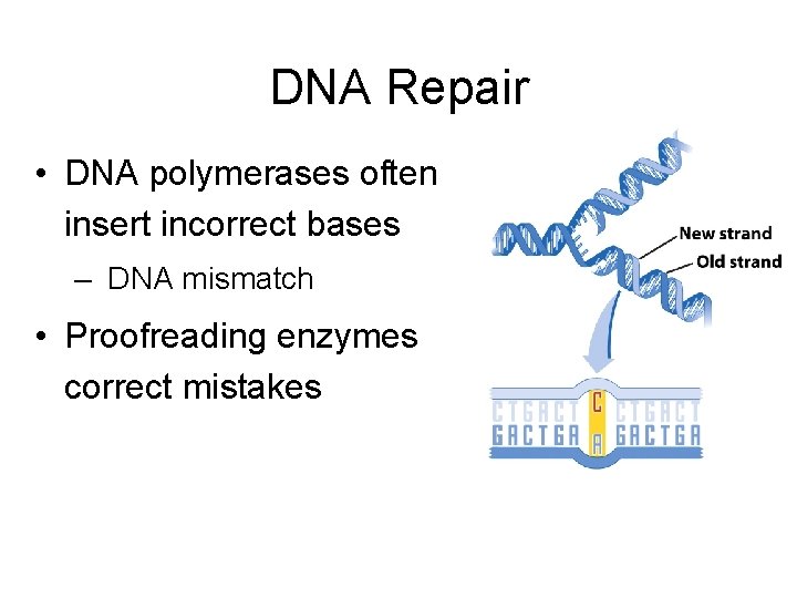 DNA Repair • DNA polymerases often insert incorrect bases – DNA mismatch • Proofreading