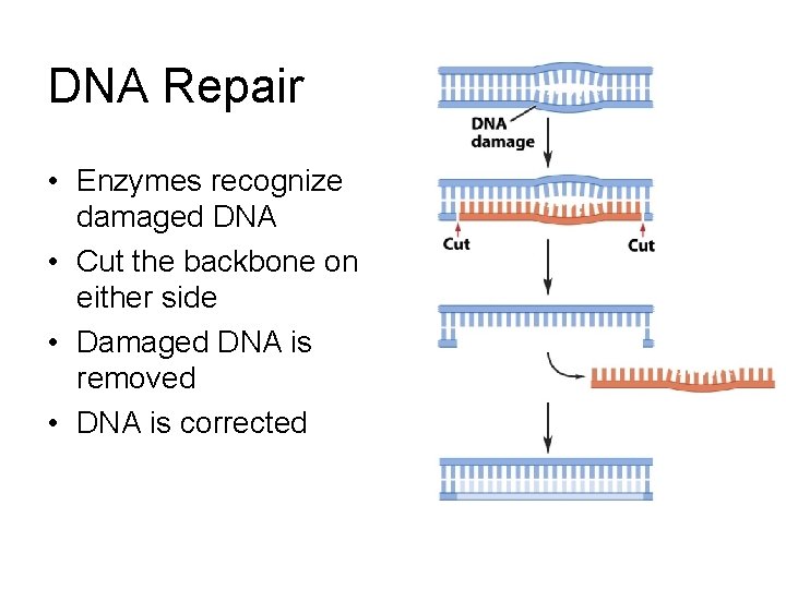 DNA Repair • Enzymes recognize damaged DNA • Cut the backbone on either side