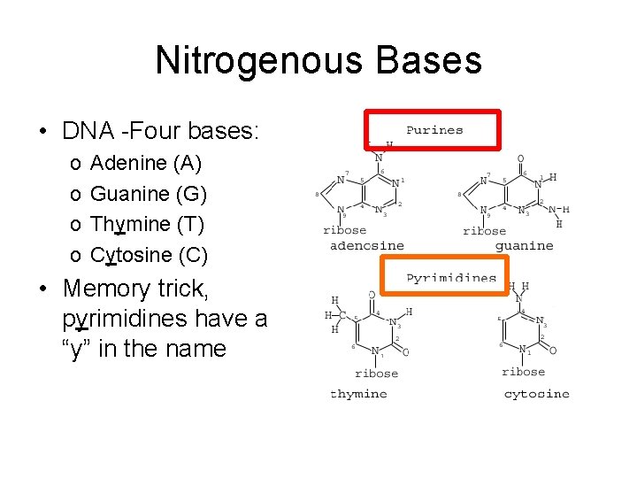 Nitrogenous Bases • DNA -Four bases: o o Adenine (A) Guanine (G) Thymine (T)