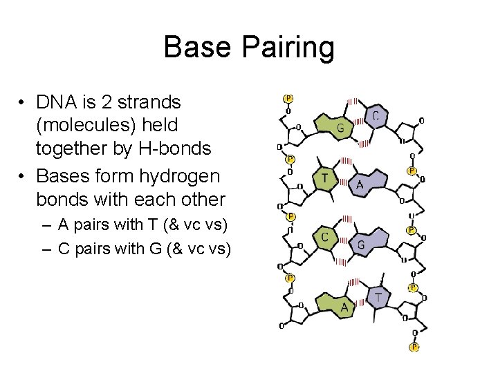 Base Pairing • DNA is 2 strands (molecules) held together by H-bonds • Bases