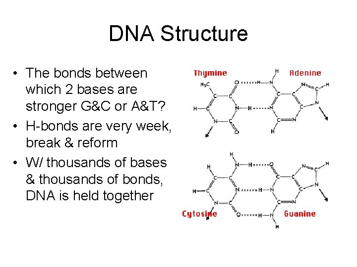 DNA Structure • The bonds between which 2 bases are stronger G&C or A&T?