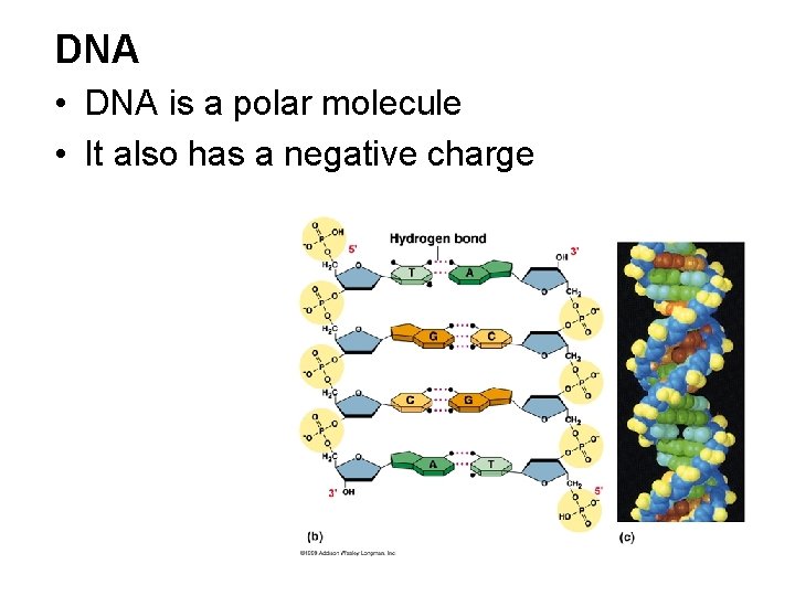 DNA • DNA is a polar molecule • It also has a negative charge