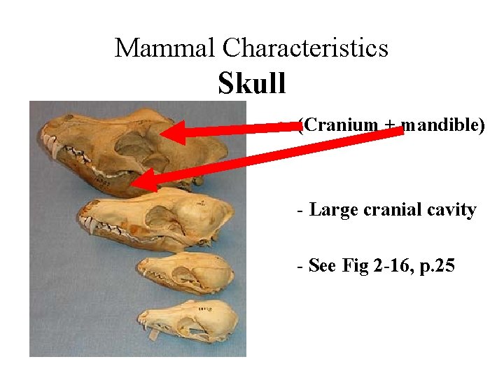Mammal Characteristics Skull • (Cranium + mandible) - Large cranial cavity - See Fig