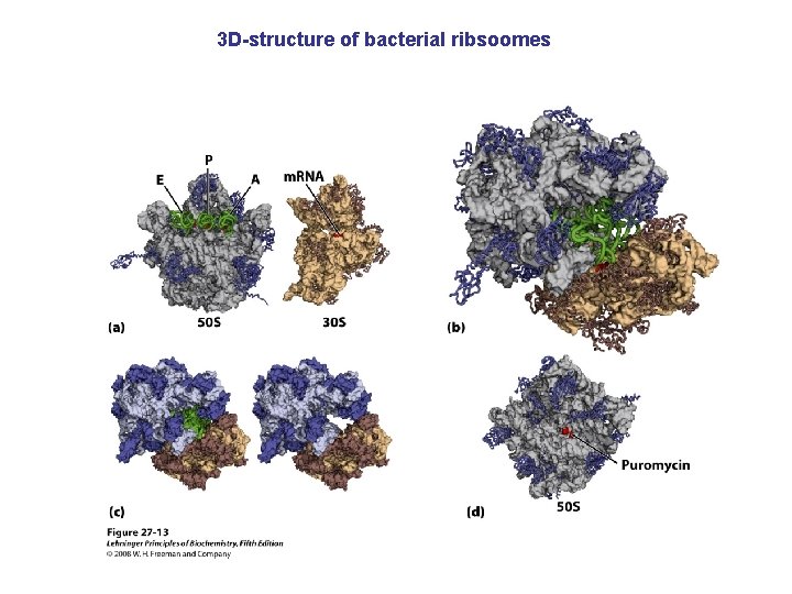 3 D-structure of bacterial ribsoomes 