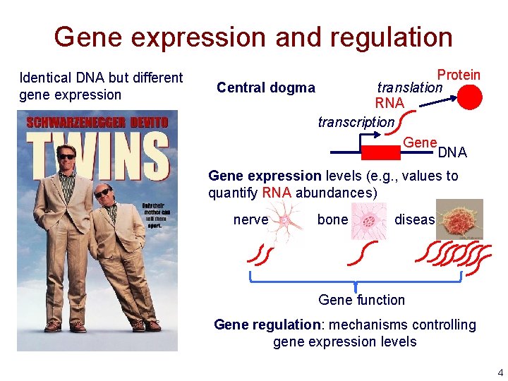 Gene expression and regulation Identical DNA but different gene expression Protein Central dogma translation