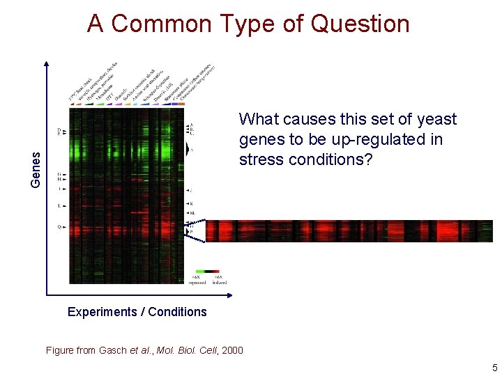 A Common Type of Question Genes What causes this set of yeast genes to