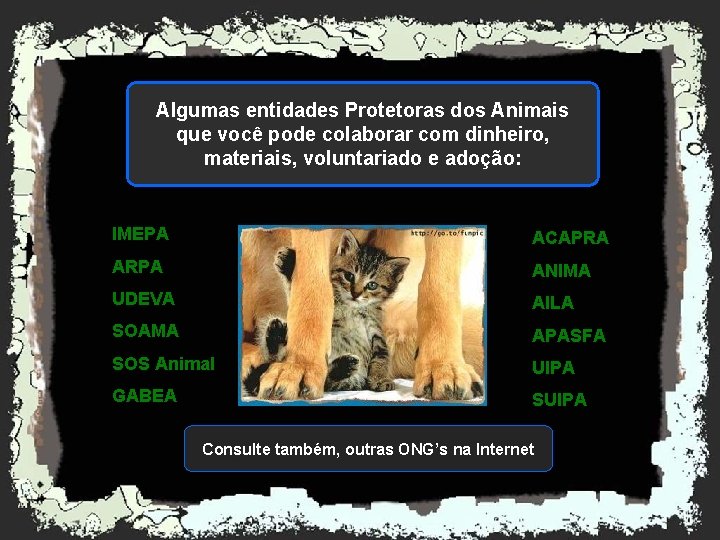 Algumas entidades Protetoras dos Animais que você pode colaborar com dinheiro, materiais, voluntariado e