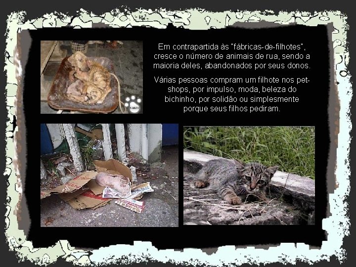 Em contrapartida às “fábricas-de-filhotes”, cresce o número de animais de rua, sendo a maioria