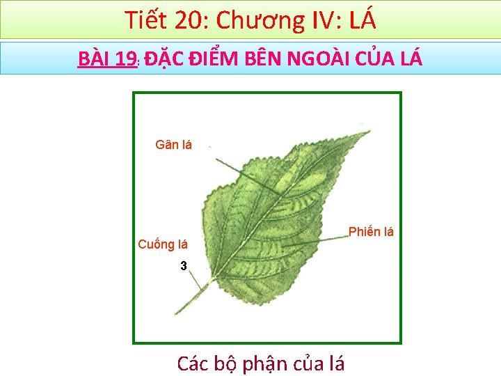 Tiết 20: Chương IV: LÁ BÀI 19: ĐẶC ĐIỂM BÊN NGOÀI CỦA LÁ Gân