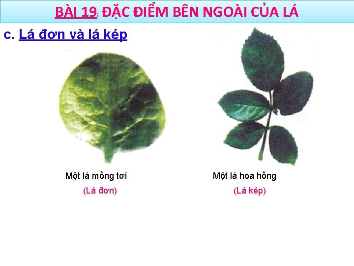 BÀI 19: ĐẶC ĐIỂM BÊN NGOÀI CỦA LÁ c. Lá đơn và lá kép