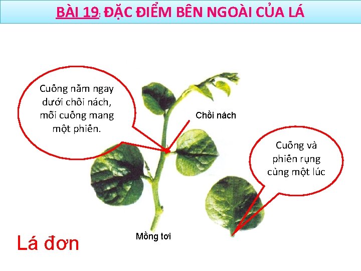 BÀI 19: ĐẶC ĐIỂM BÊN NGOÀI CỦA LÁ Cuô ng nă m ngay dươ