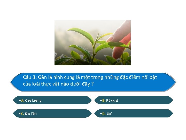 Câu 3: Gân lá hình cung là một trong những đặc điểm nổi bật