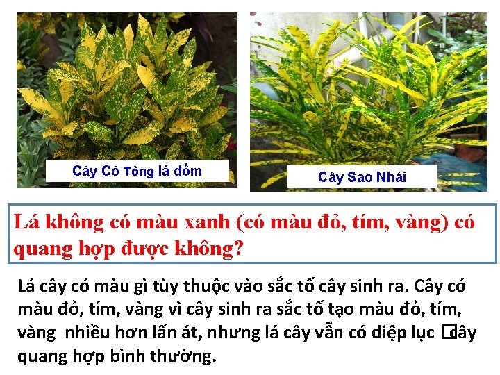 Cây Cô Tòng lá đốm Cây Sao Nhái Lá không có màu xanh (có