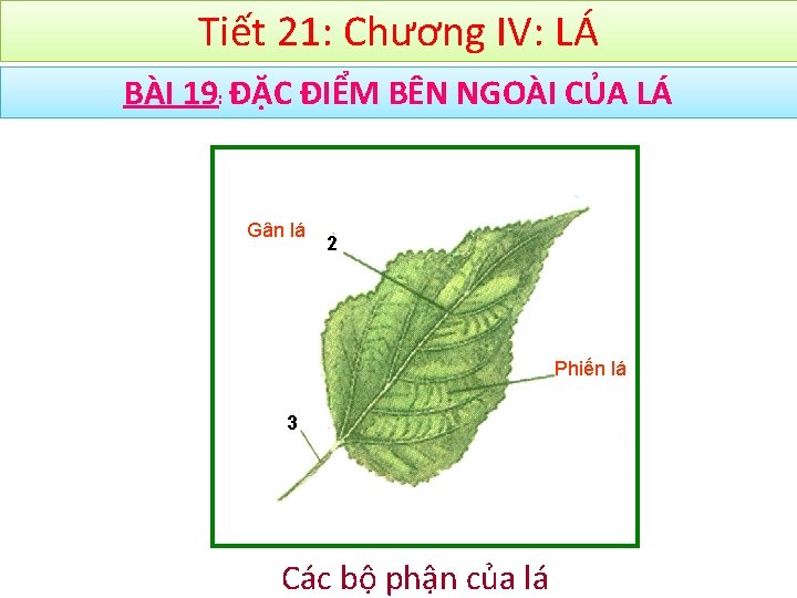 Tiết 21: Chương IV: LÁ BÀI 19: ĐẶC ĐIỂM BÊN NGOÀI CỦA LÁ Gân