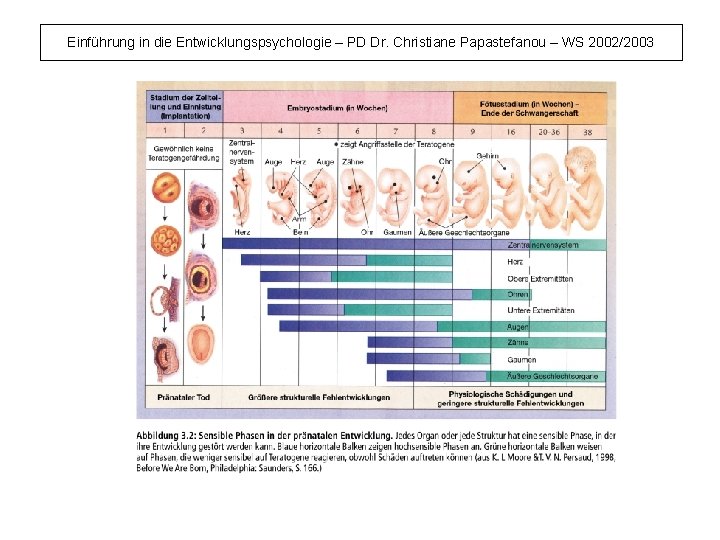 Einführung in die Entwicklungspsychologie – PD Dr. Christiane Papastefanou – WS 2002/2003 