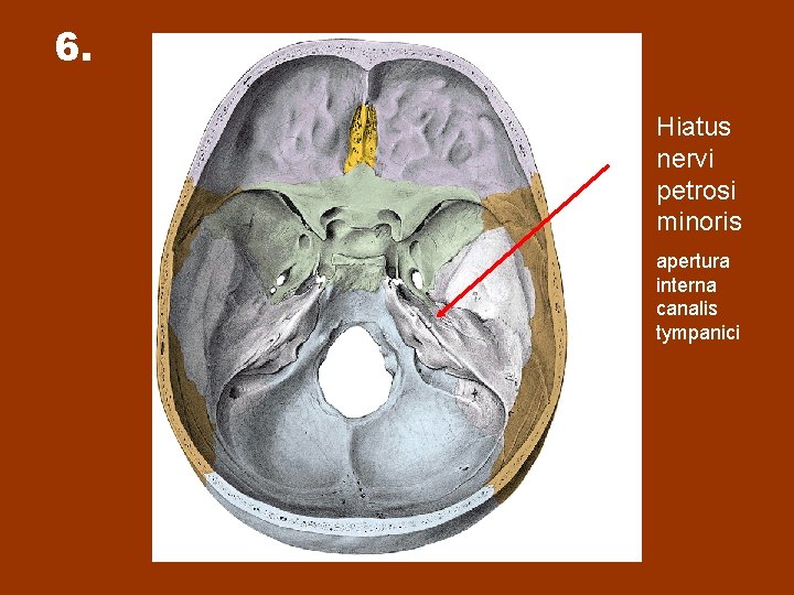 6. Hiatus nervi petrosi minoris apertura interna canalis tympanici 