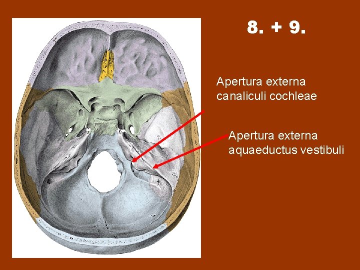 8. + 9. Apertura externa canaliculi cochleae Apertura externa aquaeductus vestibuli 