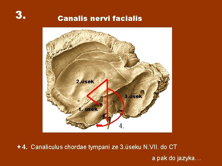 3. Canalis nervi facialis 2. úsek 3. úsek 1. úsek 4. + 4. Canaliculus