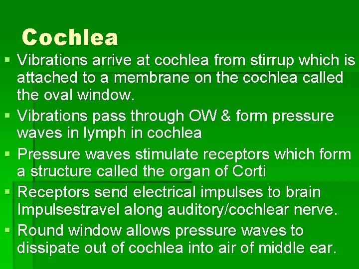 Cochlea § Vibrations arrive at cochlea from stirrup which is attached to a membrane