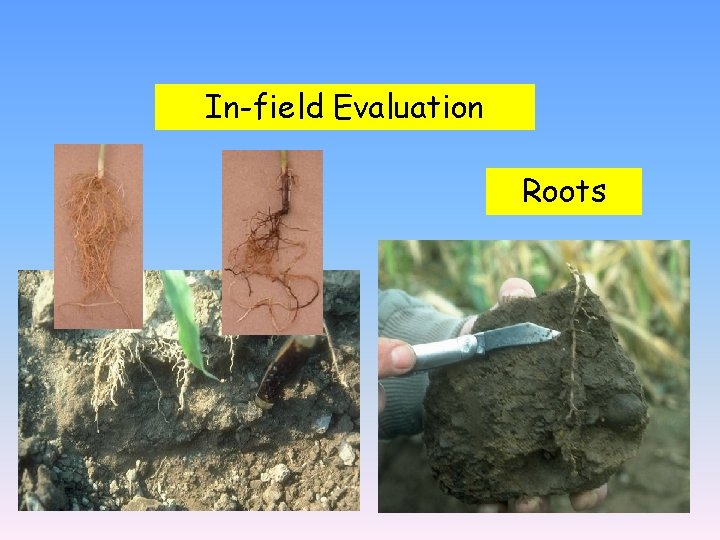 In-field Evaluation Roots 