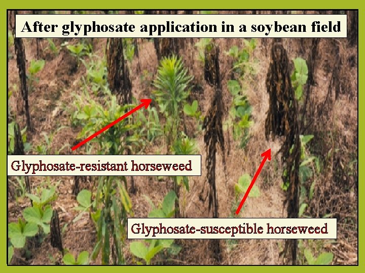 After glyphosate application in a soybean field Glyphosate-resistant horseweed Glyphosate-susceptible horseweed 