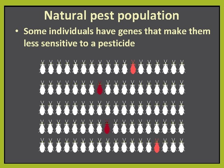 Natural pest population • Some individuals have genes that make them less sensitive to