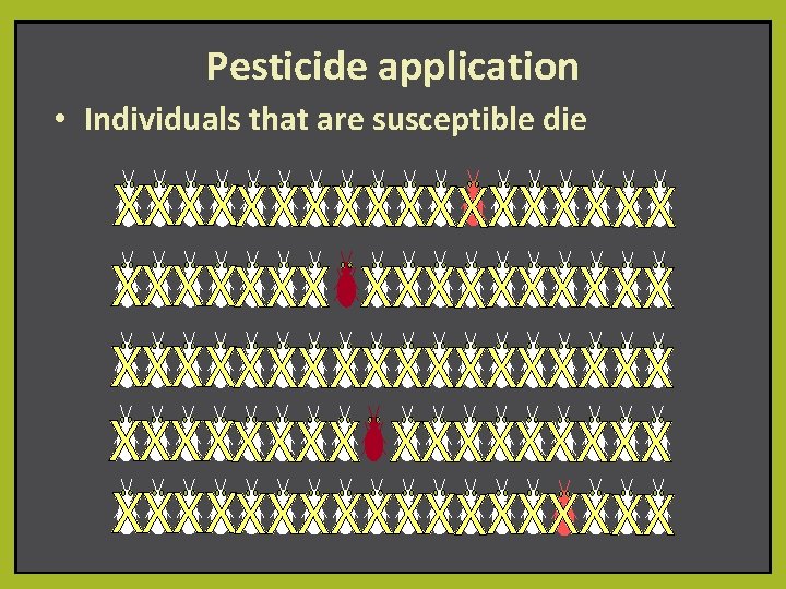 Pesticide application • Individuals that are susceptible die XXXXXXXXXX XXXXXXXXX XXXXXXXXX 