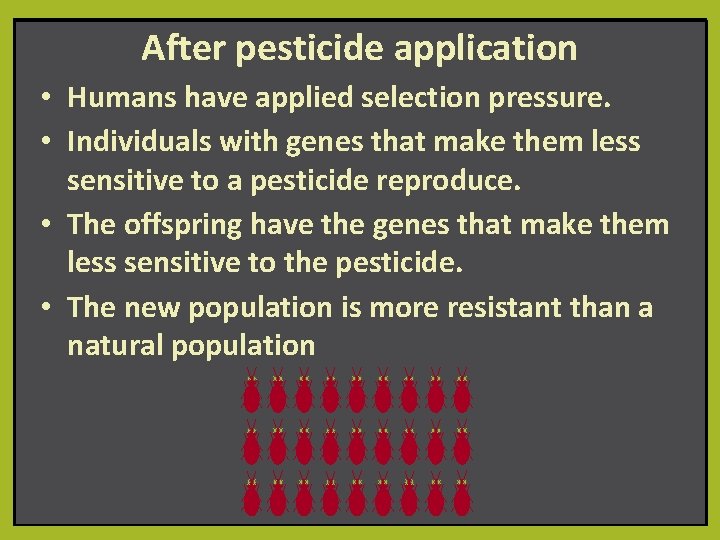 After pesticide application • Humans have applied selection pressure. • Individuals with genes that