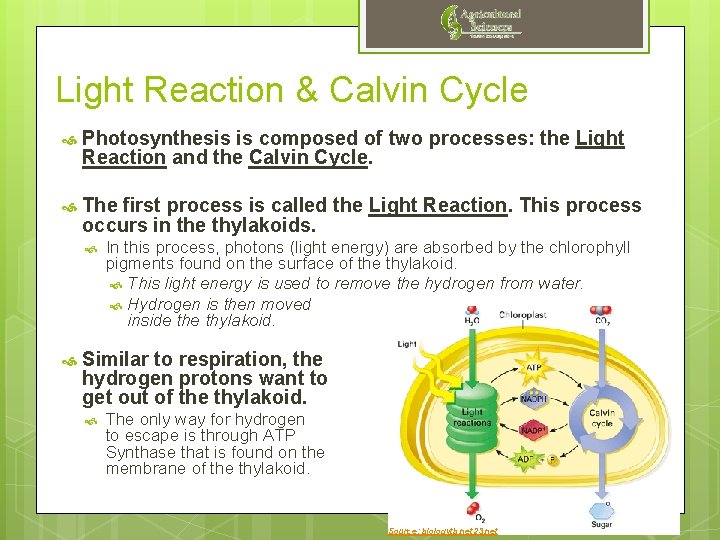 Light Reaction & Calvin Cycle Photosynthesis is composed of two processes: the Light Reaction