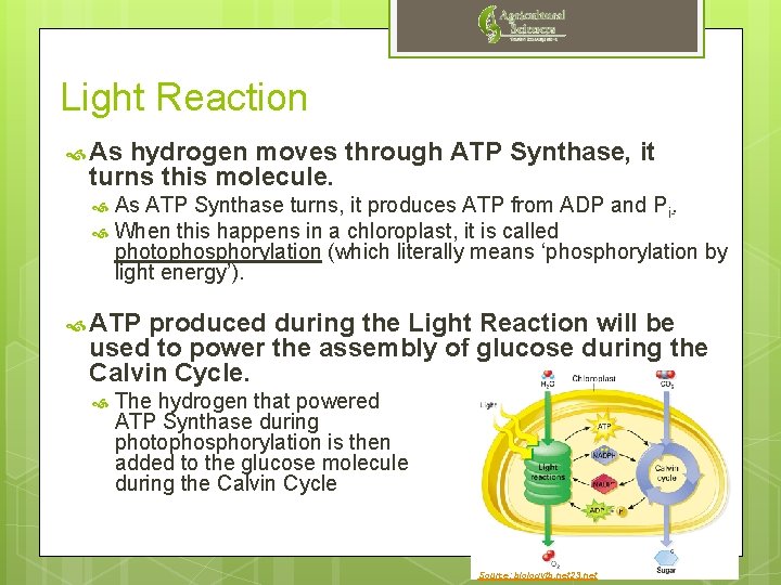 Light Reaction As hydrogen moves through ATP Synthase, it turns this molecule. As ATP