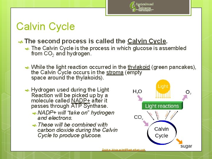 Calvin Cycle The second process is called the Calvin Cycle. The Calvin Cycle is