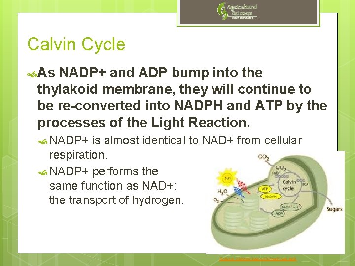 Calvin Cycle As NADP+ and ADP bump into the thylakoid membrane, they will continue