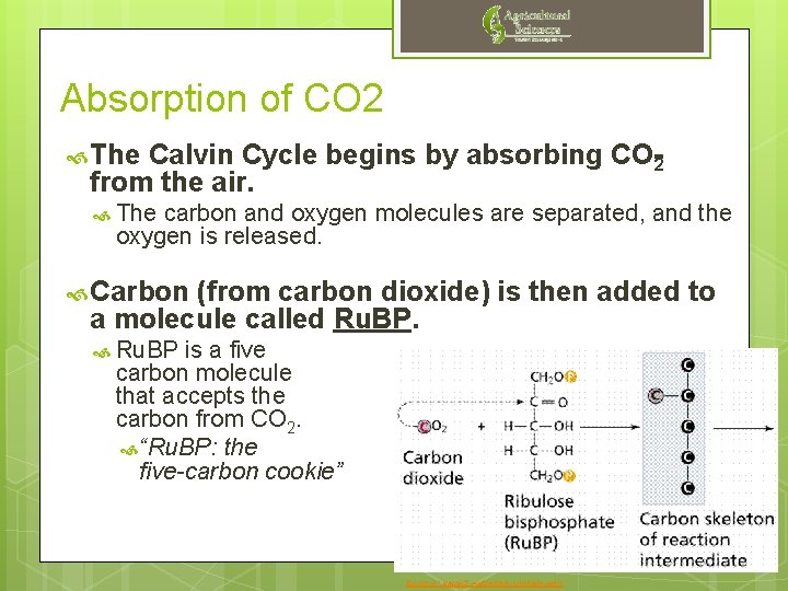 Absorption of CO 2 The Calvin Cycle begins by absorbing CO 2 from the