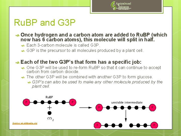 Ru. BP and G 3 P Once hydrogen and a carbon atom are added