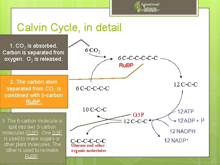 Calvin Cycle, in detail 1. CO 2 is absorbed. Carbon is separated from oxygen.