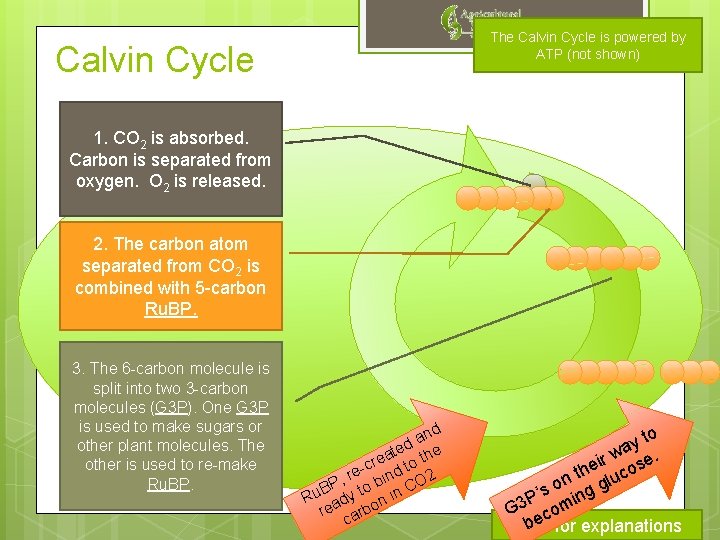 The Calvin Cycle is powered by ATP (not shown) Calvin Cycle 1. CO 2